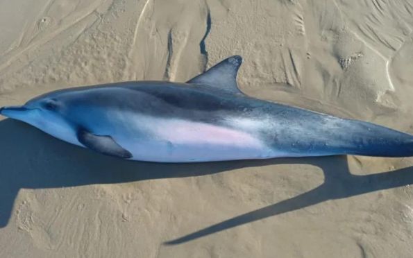 Golfinho encalha na Praia do Coqueirinho, em Itaporanga D'Ajuda