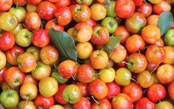 Acerola garante melhoria na renda para agricultores de Canindé