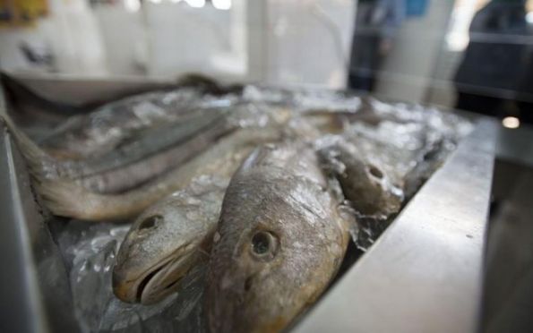 Saiba quais peixes podem causar a 'doença da urina preta'