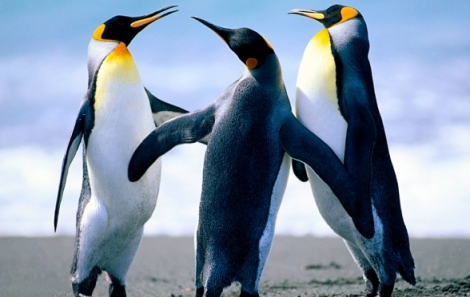 thumbe-policia-federal-deflagra-operacao-em-municipios-de-sergipe--penguins_754591568491234